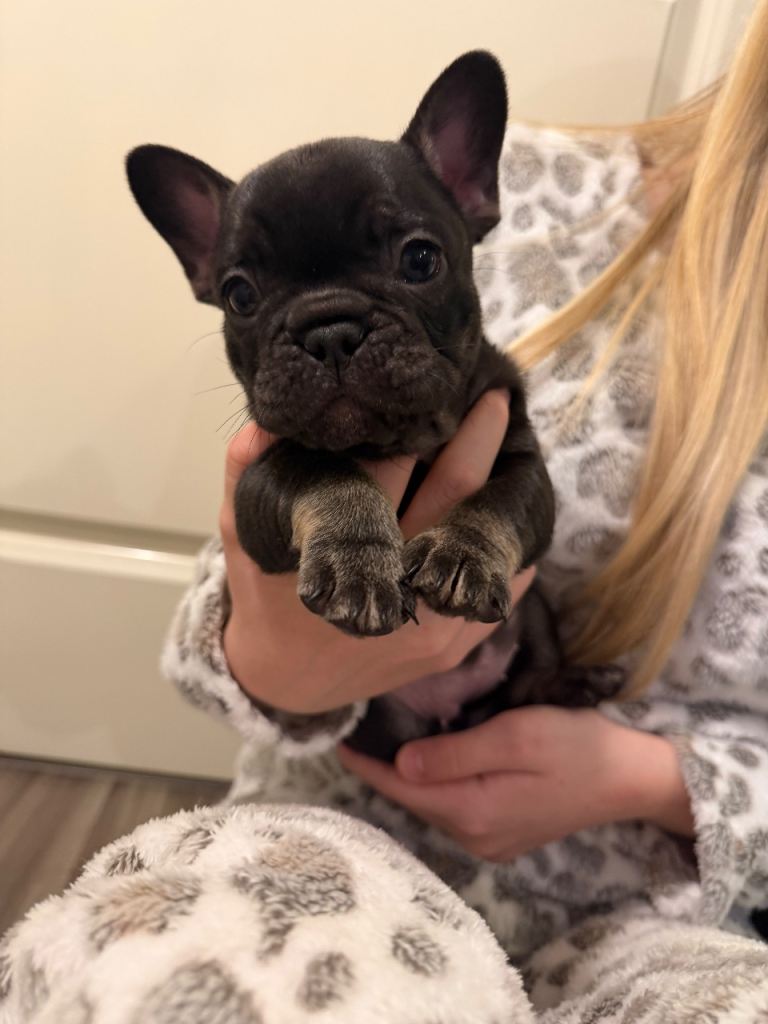 French bull dog puppies 