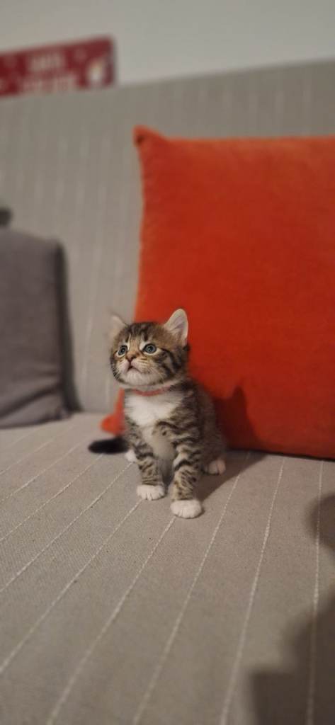 Gorgeous norwegian forest kittens