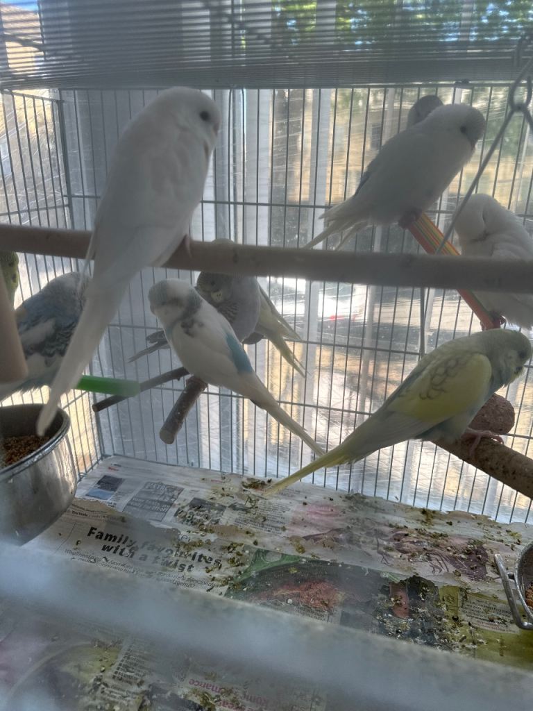 Albinos litinos pieds cobalts handtame etc all colours 
