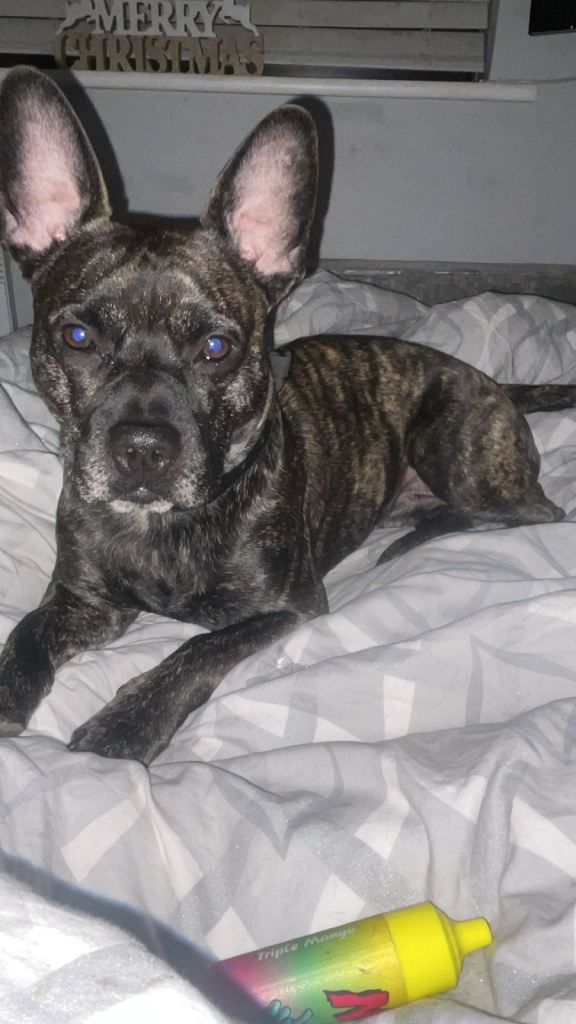 Frenchie cross for sale 