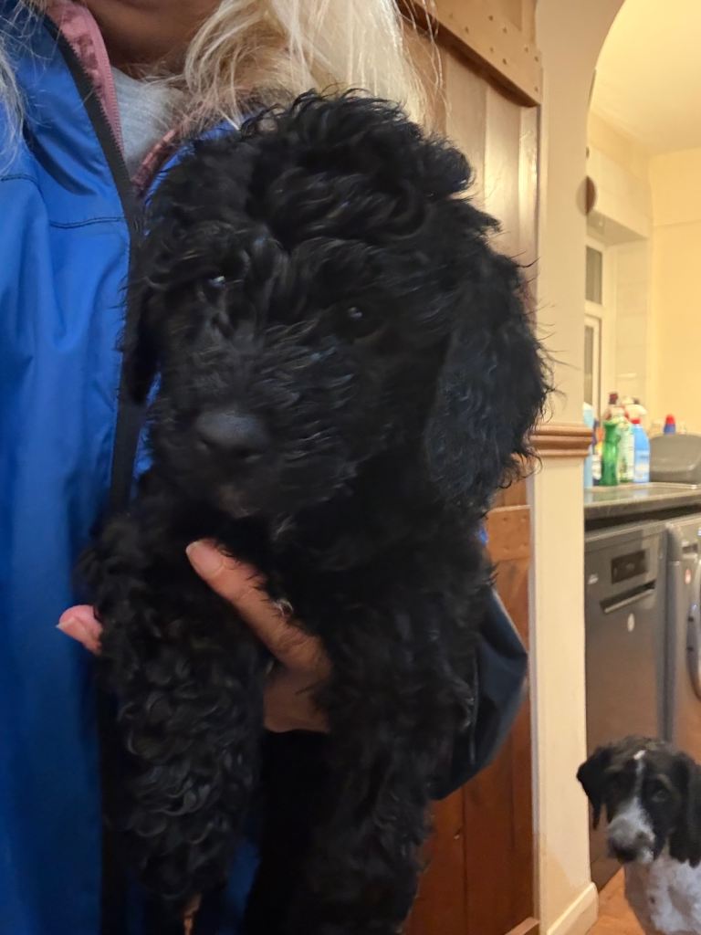 Beautiful cockerpoo cross with poodle | in Plymouth, Devon | Gumtree