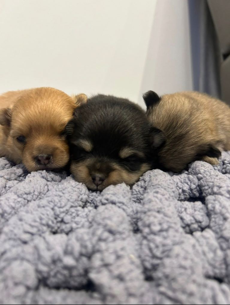 Kc reg super fluffy Pomeranian puppies 