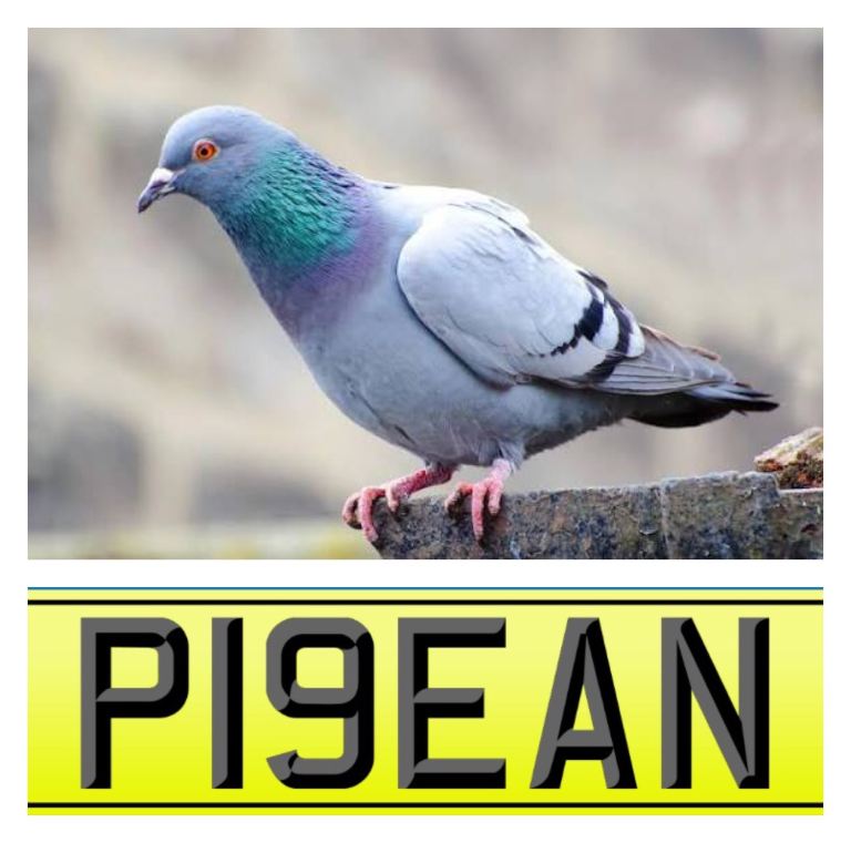 PIGEON private cherished number plate, P19EAN