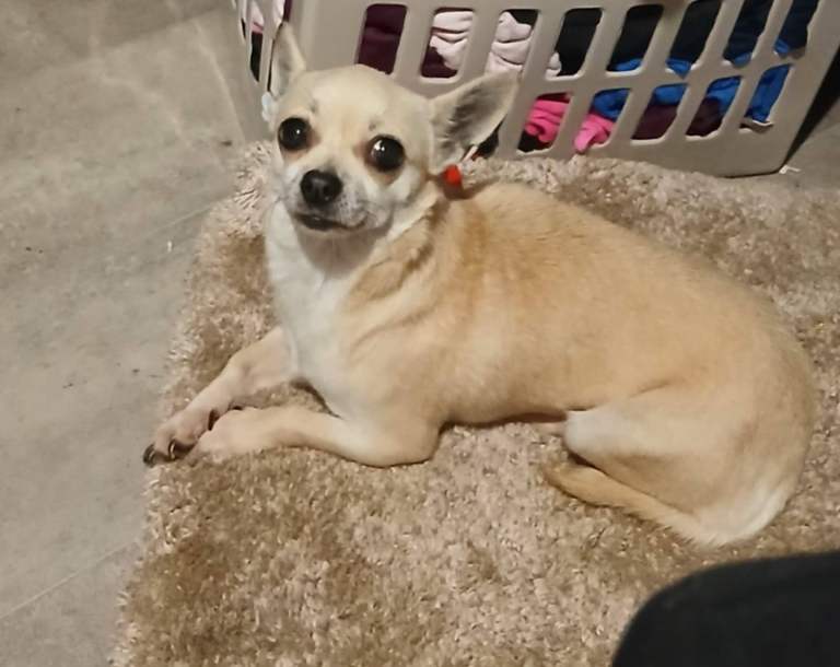 Pomeranian and a chuwa