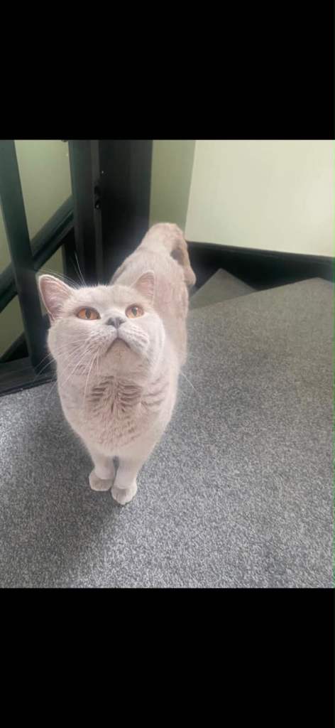 Female Spayed British Shorthair!