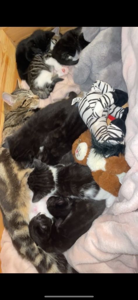 Beautiful shorthair kittens with tabby prints. And and beautiful tabby boy