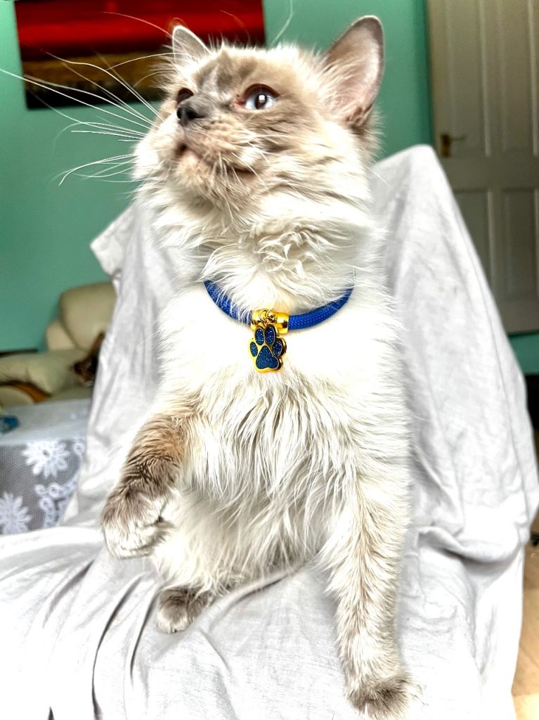 Ragdoll male, 11 months, pedigree, GCCF