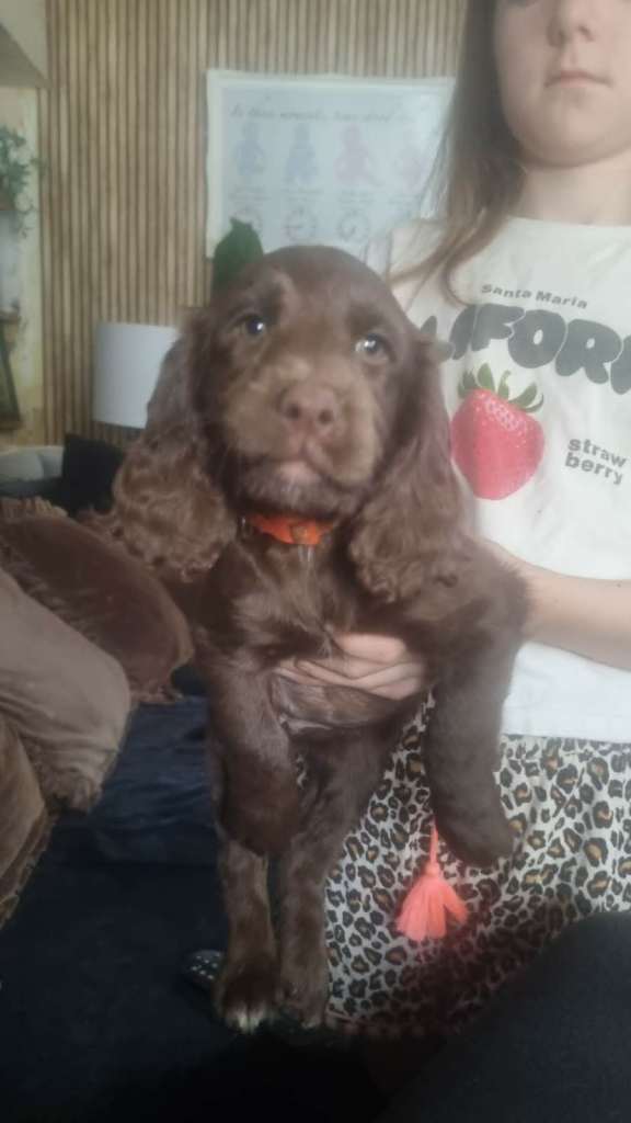 Sprocker Puppies ready now !!