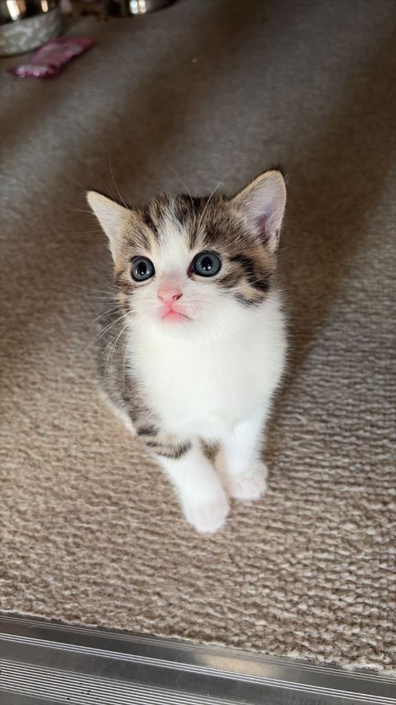 Lovely cat for sale