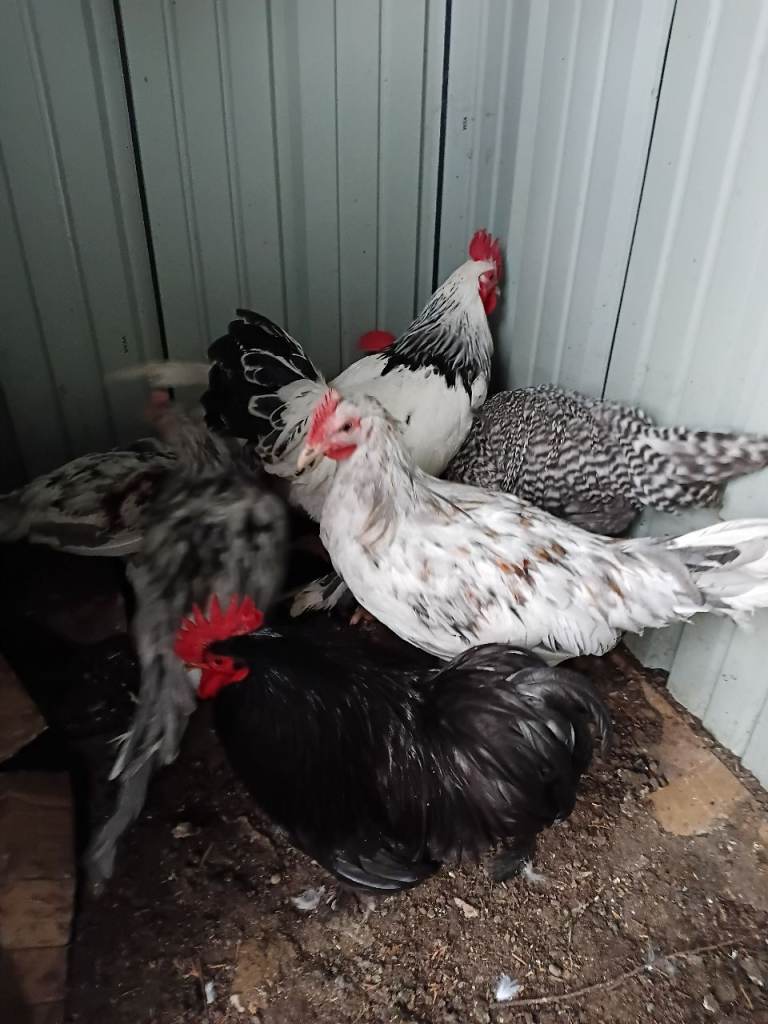 Cockerel for Sale