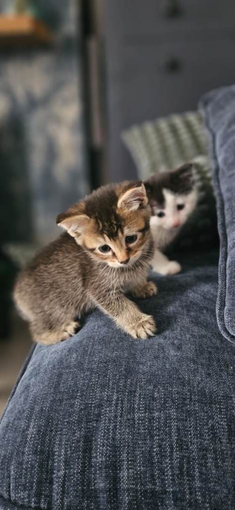Kittens