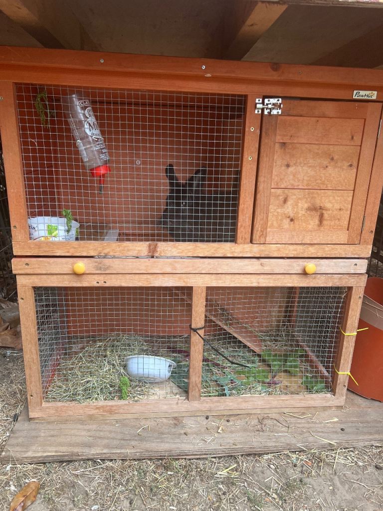 Rabbit hutch and rabbit to give away 
