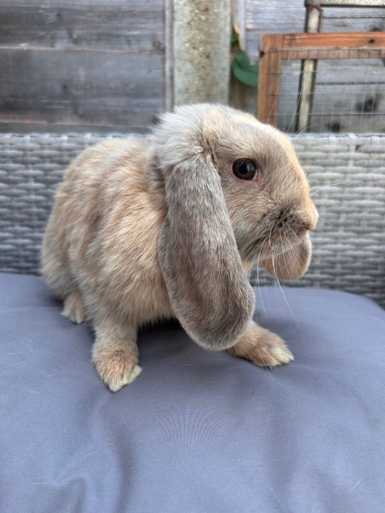 Mini lop baby rabbits 