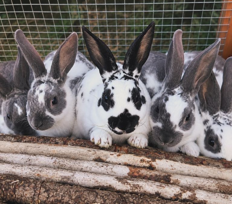Rabbits ready now ! 