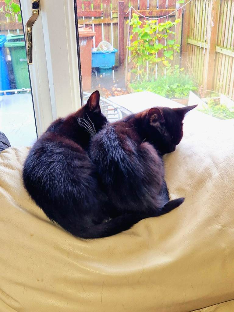 2 female kittens for sale