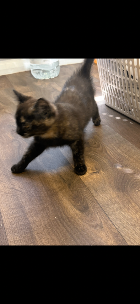 Beautiful brown and black fluffy kitten! 