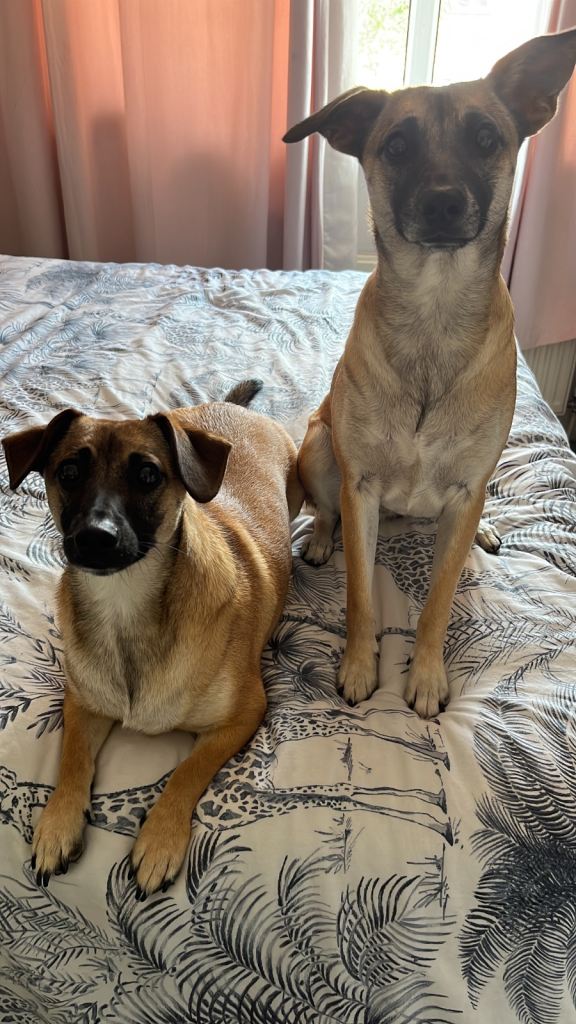 Brother and Sister Dogs Seeking Their Forever Home