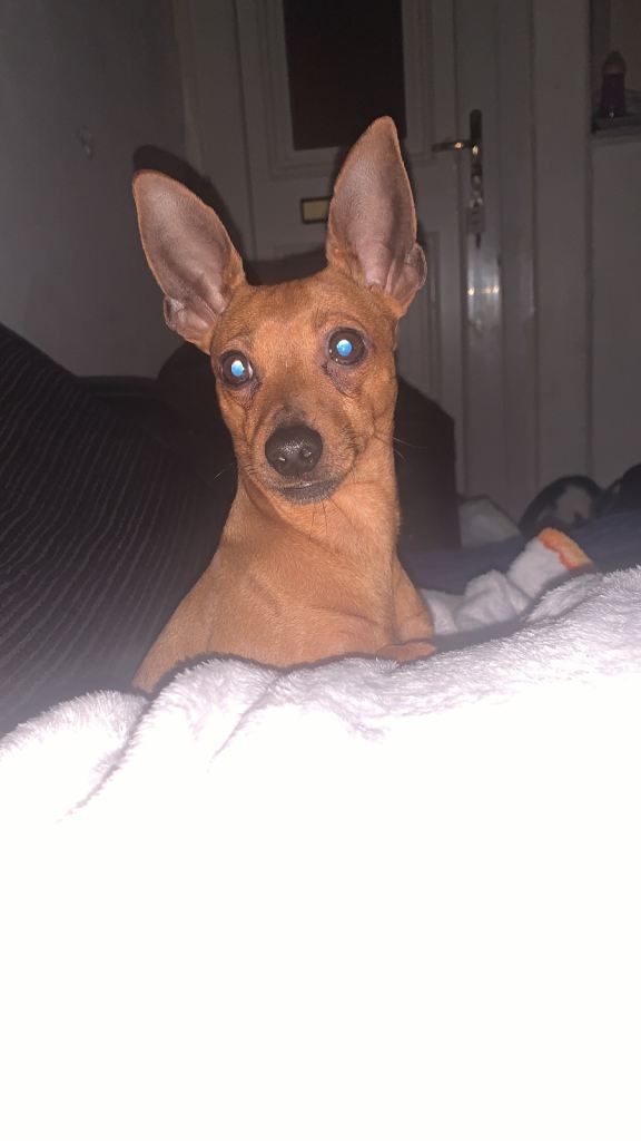 Miniature pinscher 