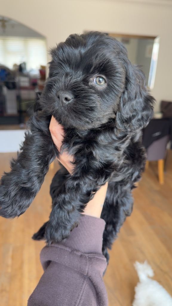 Cavapoo 1 boy 1 girl left