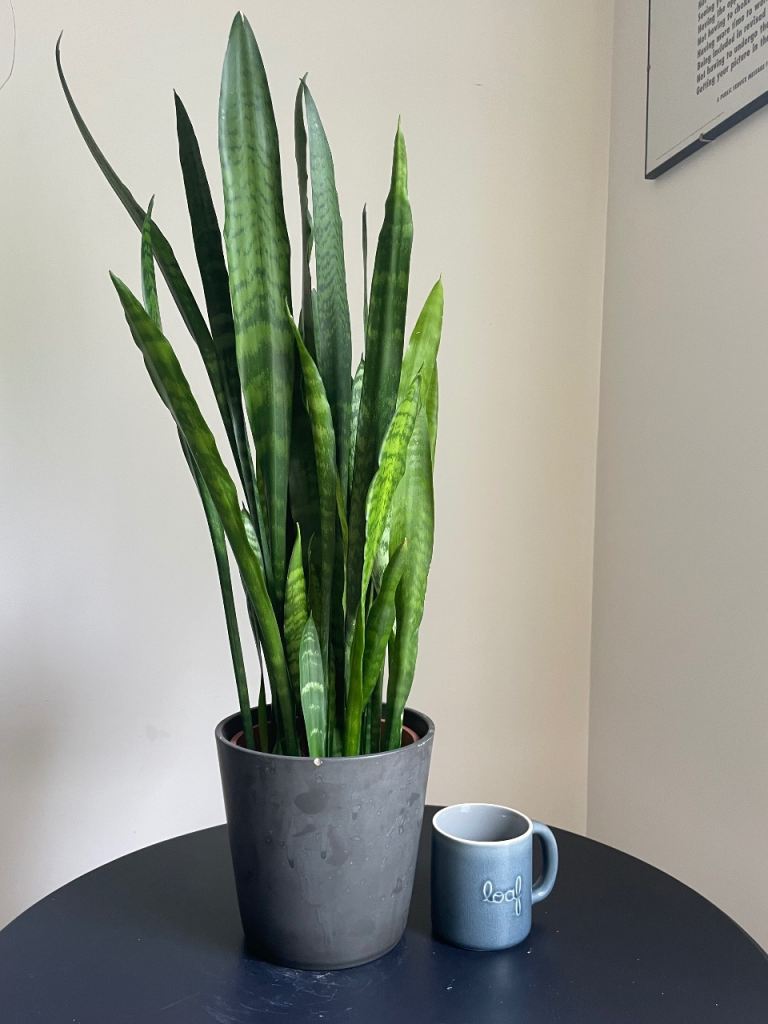 Huge sanseviera plant, snake plant 