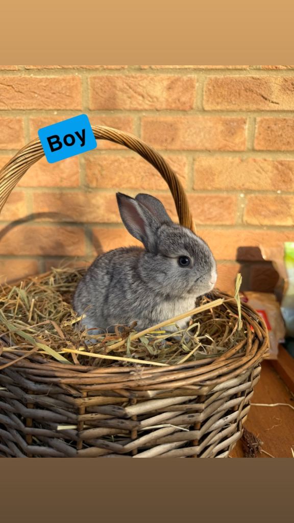 🐰Beautiful Mini Lop x Standard Rex Rabbits🐰