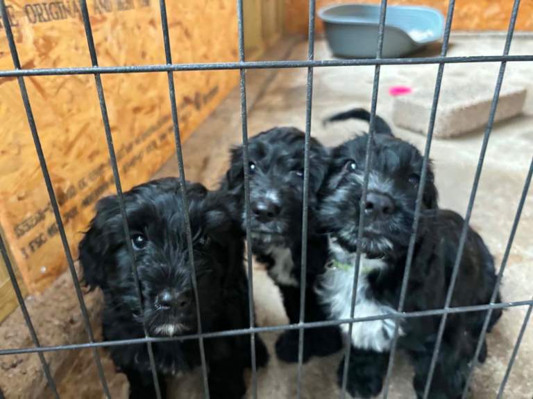 Cockapoo / sprocker pups for sale