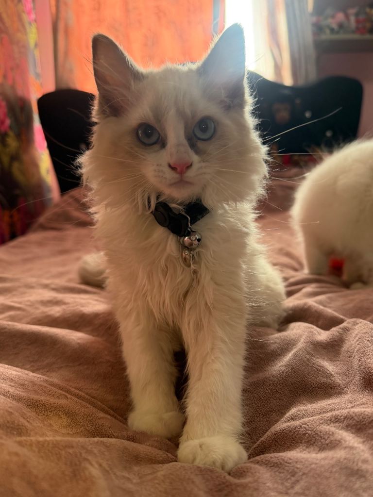 Boy, ragdoll kitten