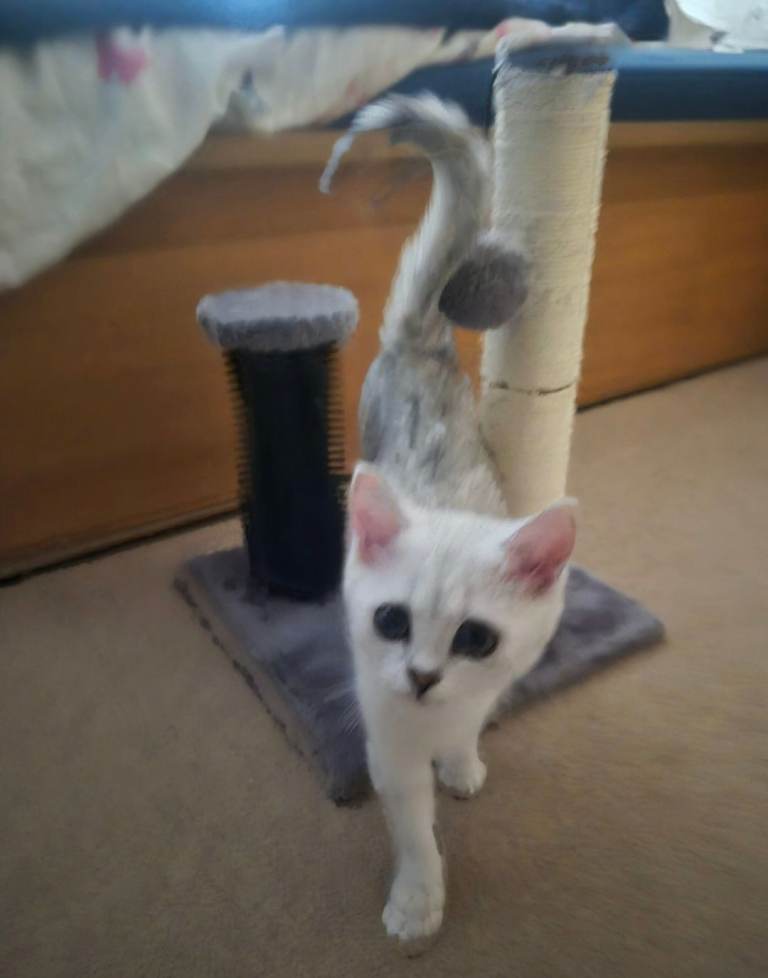 British Shorthair Chinchilla Silver Female available