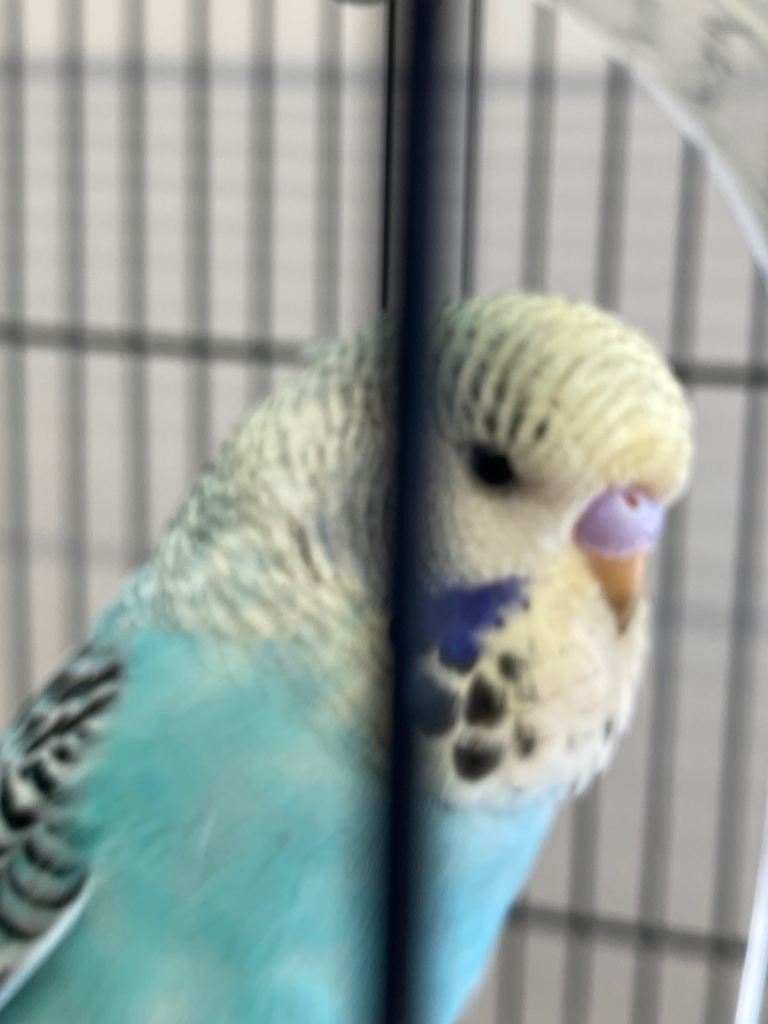 Baby Budgies ready now ideal to hand taming 