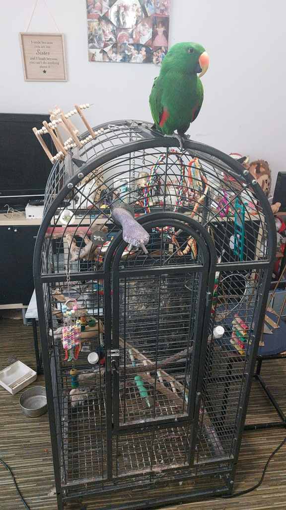 Parroelt cage 
