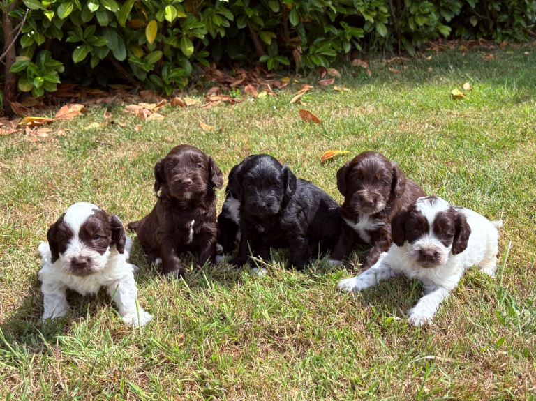 Cockapoo Puppies