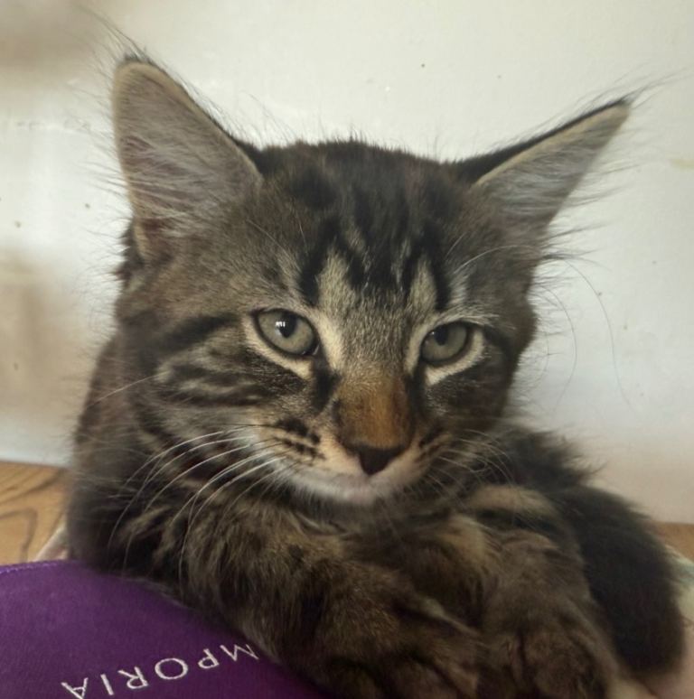 Kittens