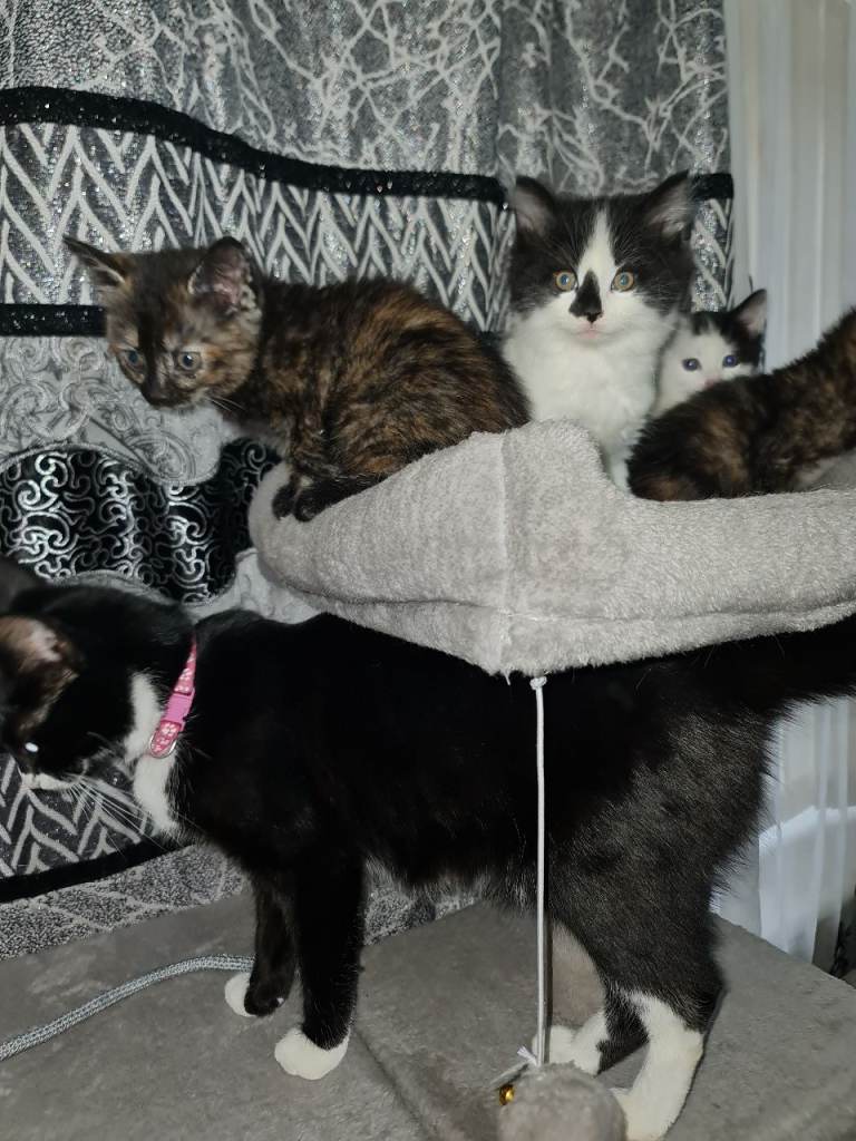 Cutest kittens, 2 females and 2 males