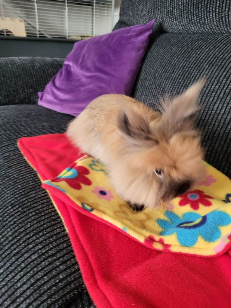 Lionhead rabbit 