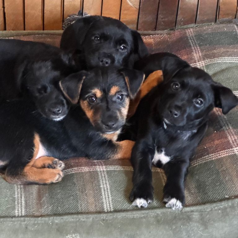 2 dogs & 1 bitch available 