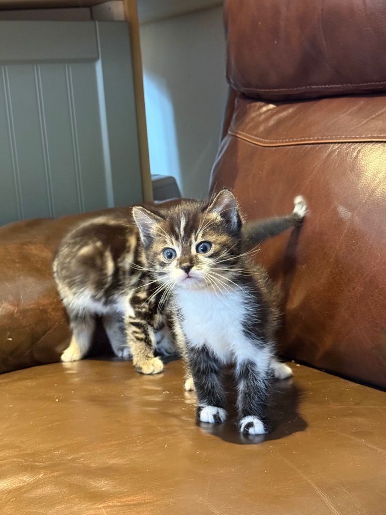 Snow Bengal kitten 