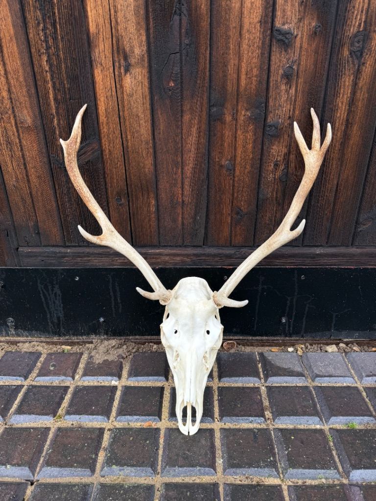 Red Stag Antlers