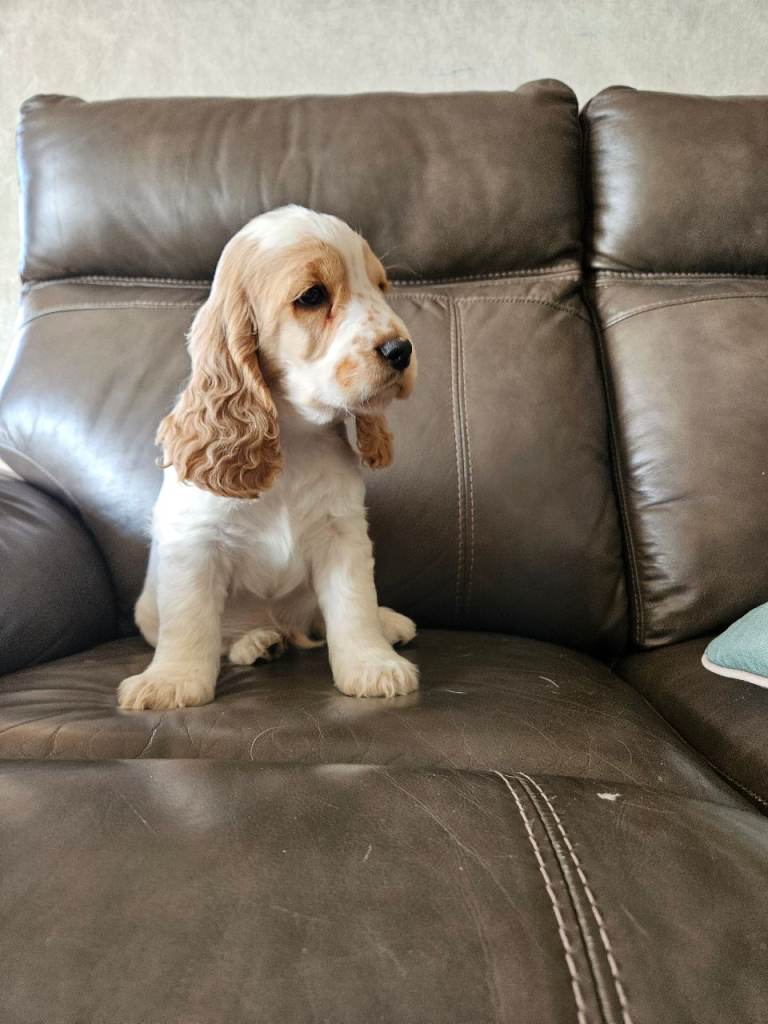 Stunning show type KC Registered Cocker Spaniel Puppies