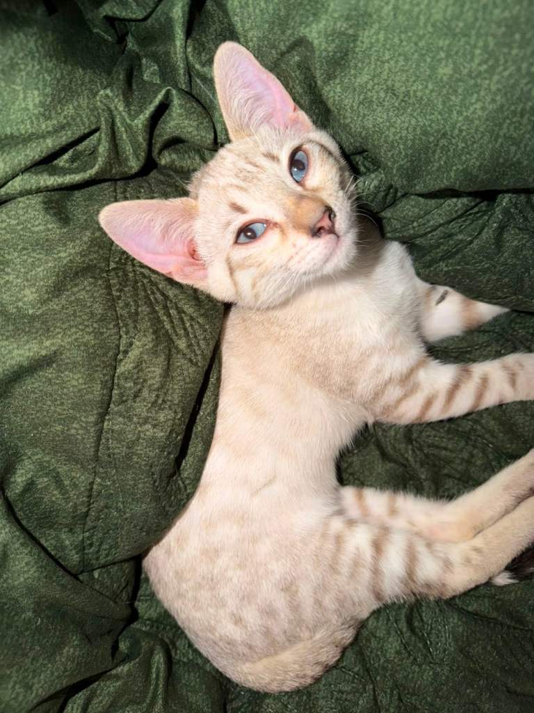 Snow Lynx Bengal