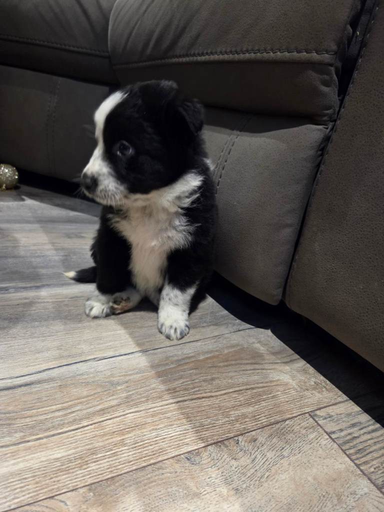 ⭐️Top Class Collie Pups for Sale ⭐️