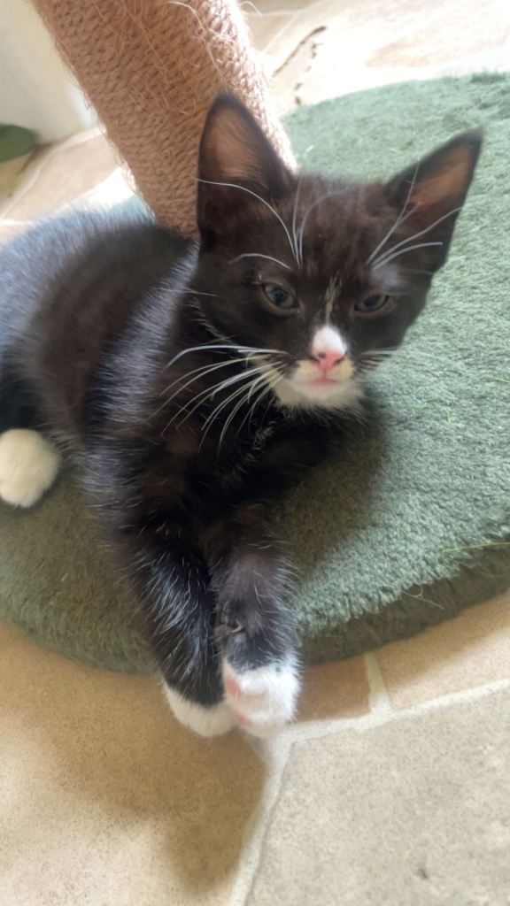 Kittens for sale 
