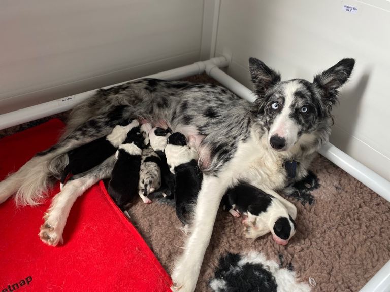  Collie pups ready to leave early may. Black & white males and females available 🐾