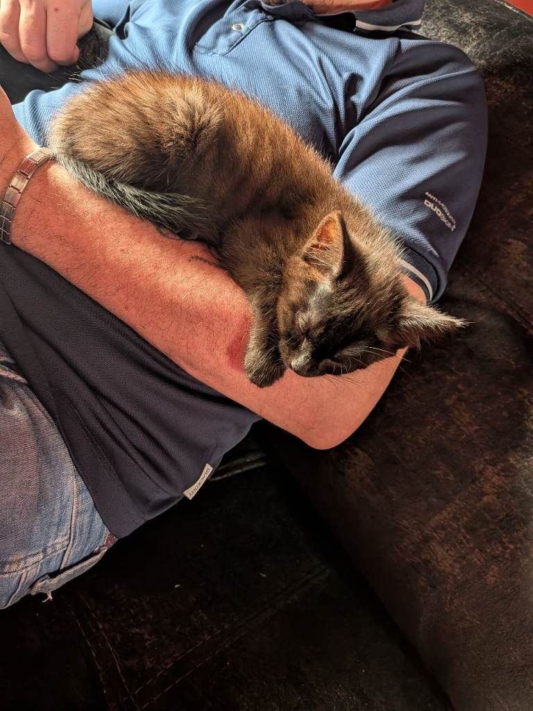 Kittens