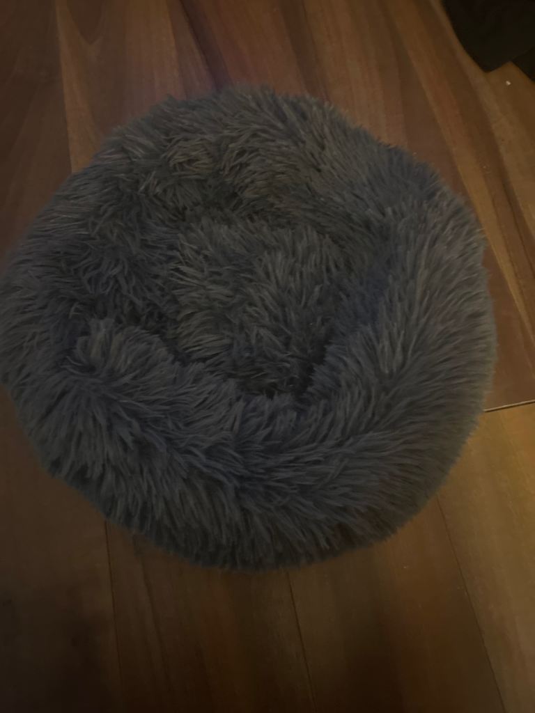 image for Brand new never been used kitten bed 