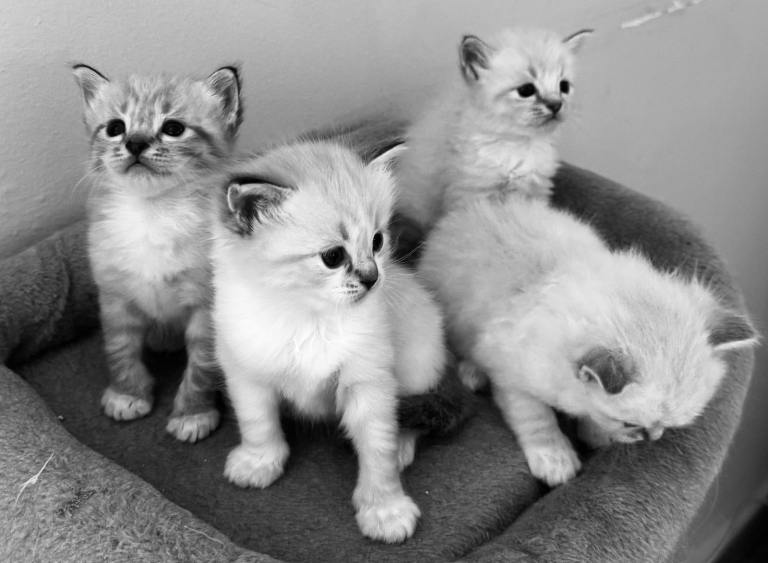 Ragdoll kittens 