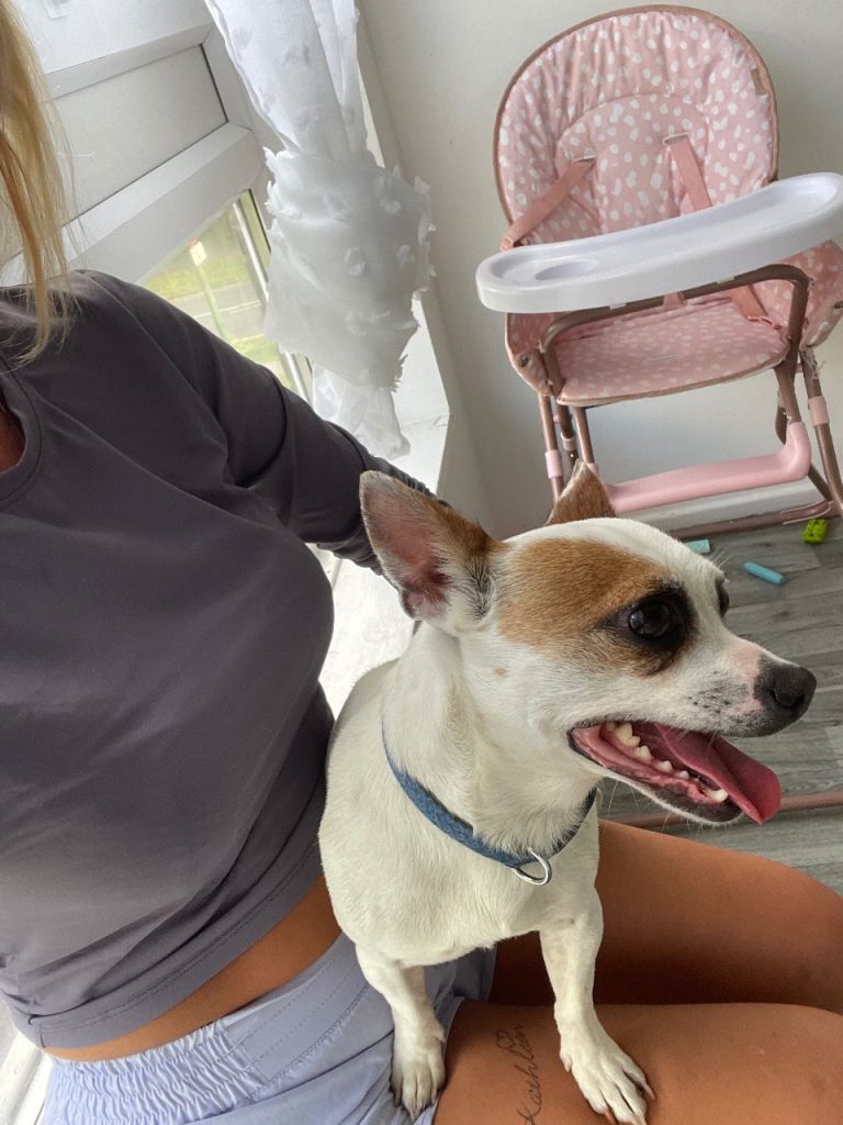 Chihuahua mix 