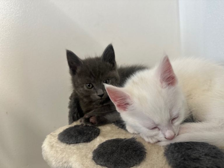 9 week old kittens ready for new homes. 