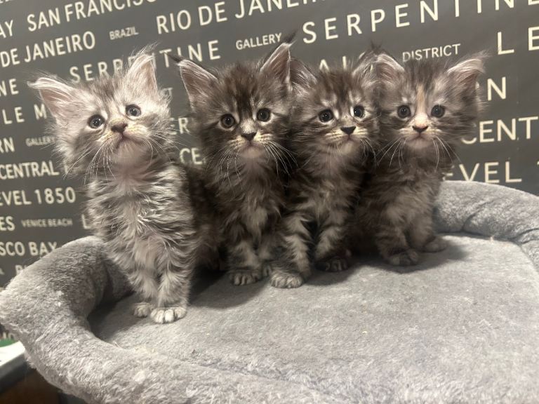 Maine Coon Kittens
