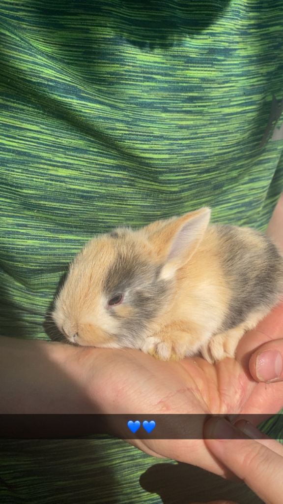 Baby bunnys