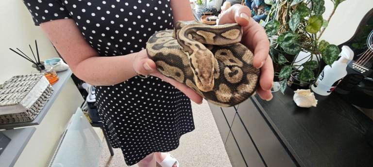 Ball python with enclosure